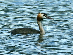 Podiceps cristatus
