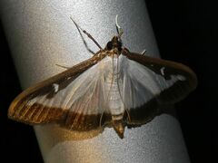 Cydalima perspectalis