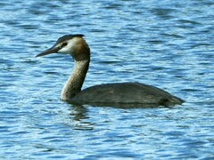 Podiceps cristatus