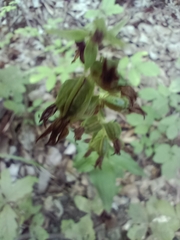 Epipactis helleborine