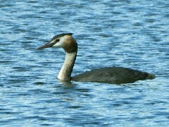 Podiceps cristatus