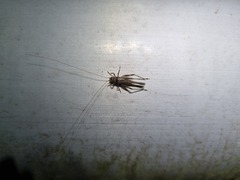 Svistella bifasciata