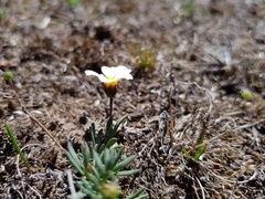 Thymophylla aurantiaca