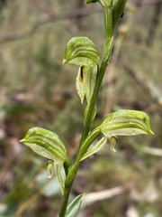 Pterostylis jonesii