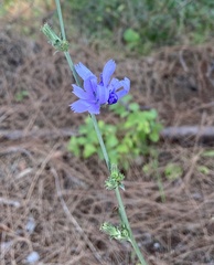 Cichorium intybus