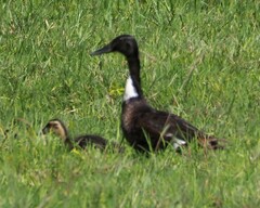 Anas platyrhynchos domesticus