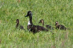 Anas platyrhynchos domesticus