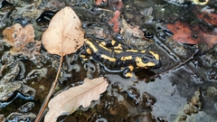 Salamandra salamandra