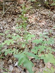 Epipactis helleborine
