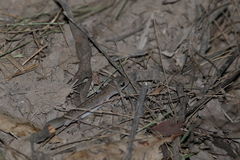 Diplodactylus vittatus