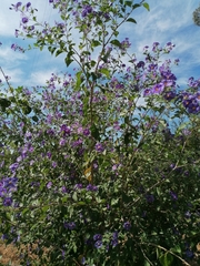 Lycianthes rantonnetii