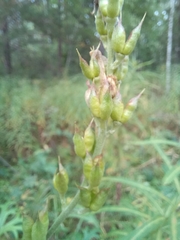 Aconitum barbatum