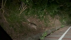 Sus scrofa riukiuanus