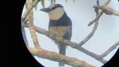 Notharchus hyperrhynchus