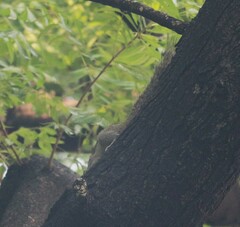 Funambulus palmarum