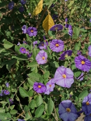 Lycianthes rantonnetii