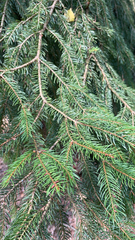 Picea abies