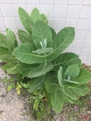 Calotropis procera