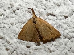 Polypogon tentacularia