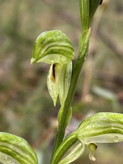 Pterostylis jonesii
