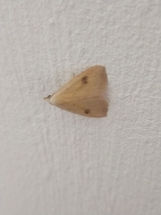 Rivula sericealis