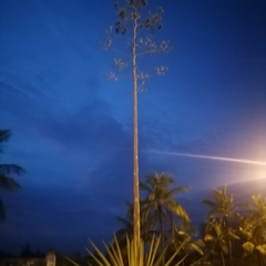 Agavoideae