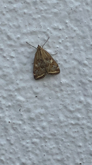 Loxostege sticticalis