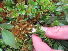 Vaccinium vitis-idaea