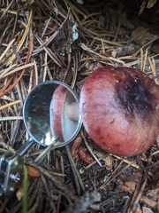 Russula queletii