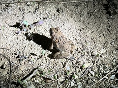 Fejervarya sakishimensis