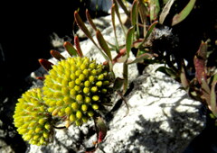 Leucospermum prostratum