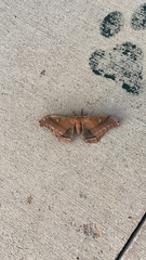 Antheraea polyphemus