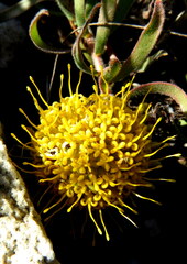Leucospermum prostratum