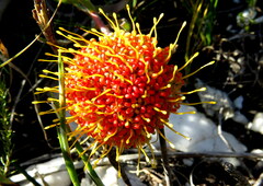 Leucospermum prostratum