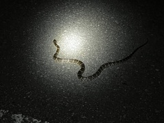 Lycodon rufozonatus walli