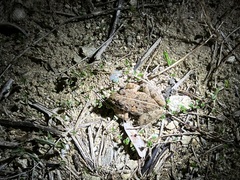 Fejervarya sakishimensis