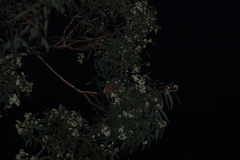 Pteropus poliocephalus