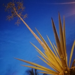 Agavoideae