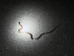 Lycodon rufozonatus walli