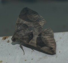 Bastilla
