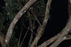 Pteropus poliocephalus