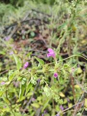 Galeopsis