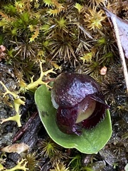 Corybas incurvus