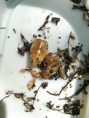 Austropotamobius fulcisianus