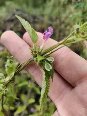 Galeopsis