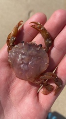 Polybius henslowii
