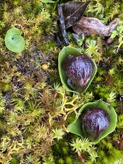 Corybas incurvus