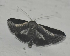 Lophoptera
