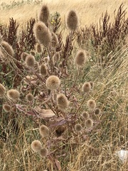 Dipsacus fullonum