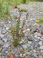 Juncus alpinoarticulatus
